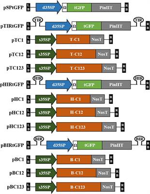 High production of recombinant protein using geminivirus-based deconstructed vectors in Nicotiana benthamiana